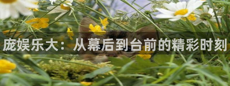 美狮贵宾会能源